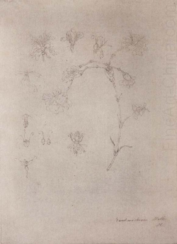 Johann Wolfgang von Goethe Proliferous Carnation china oil painting image